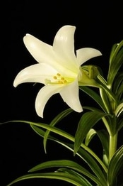 Heartland Cremation - Dianne Eidson