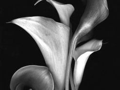 Heartland Cremation - Jeanie Lock