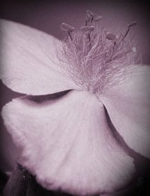 Heartland Cremation - Robert Owen Fee