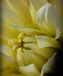 Heartland Cremation - Donna M. Bean