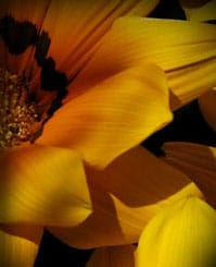 Heartland Cremation - Nathaniel White