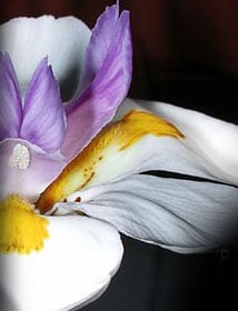 Heartland Cremation - Patricia A. Baldwin