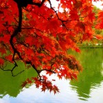 Heartland Cremation - Pauline Smart