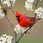 Heartland Cremation - James Delbert Brockus