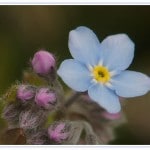Heartland Cremation - Janice Rue Stephens