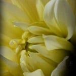 Heartland Cremation - Lucy Tye