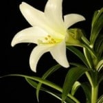 Heartland Cremation - Sharon Gail Taylor