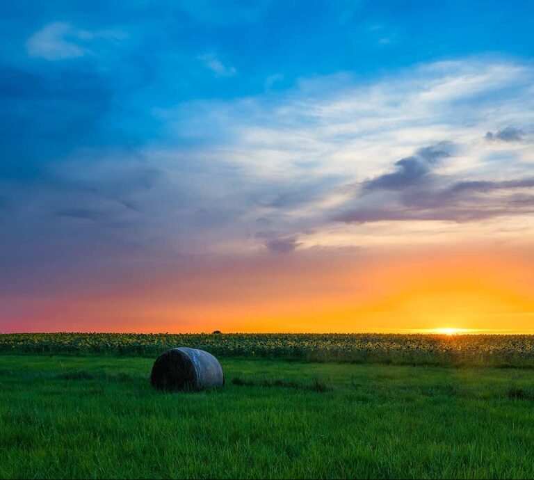 sunflower-field-starburst-sunset-e1689173937295
